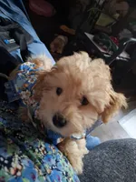 Arturo, a male Maltipoo for sale in Jefferson City, MO – 5 of 9