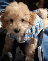 Arturo, a male Maltipoo for sale in Jefferson City, MO – 2 of 9