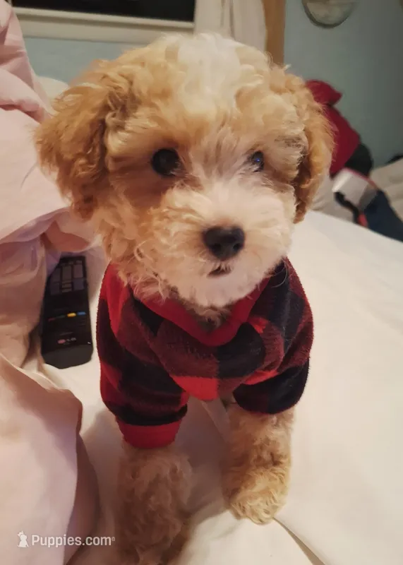 Little Osito – Maltipoo puppy for sale in Jefferson City, MO