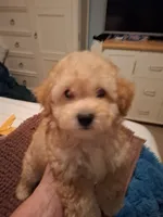Good looking , a male Maltipoo for sale in Jefferson City, MO – 3 of 3