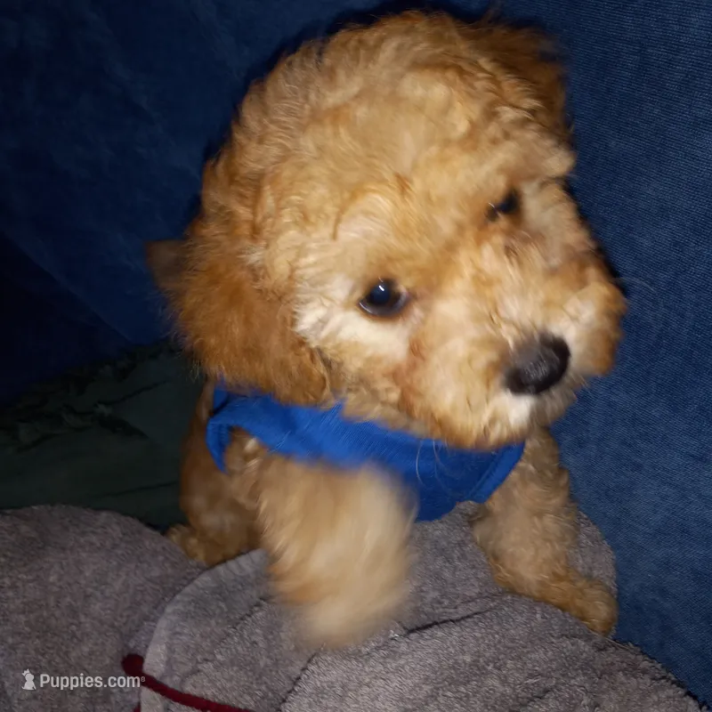 Rafay – Maltipoo puppy for sale in Jefferson City, MO