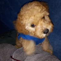 Rafay, a male Maltipoo for sale in Jefferson City, MO – 1 of 2