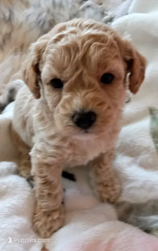 Cinamon  – Maltipoo puppy for sale in Jefferson City, MO