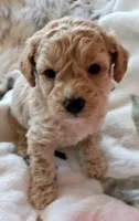 Cinamon , a male Maltipoo for sale in Jefferson City, MO – 1 of 1