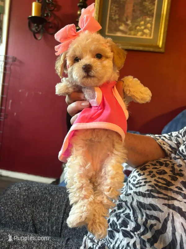 Veronica – Maltipoo puppy for sale in Jefferson City, MO
