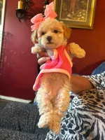 Veronica, a female Maltipoo for sale in Jefferson City, MO – 1 of 3