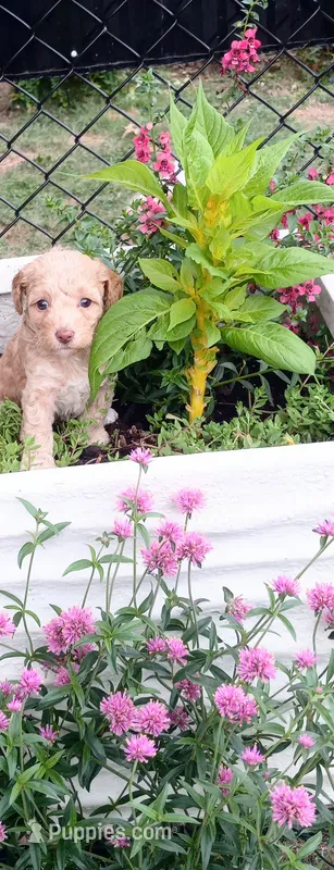 Andrea – Maltipoo puppy for sale in Jefferson City, MO