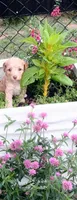 Andrea, a female Maltipoo for sale in Jefferson City, MO – 3 of 3