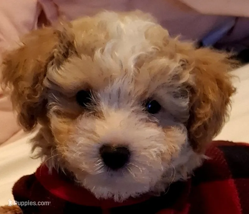 Little Osito – Maltipoo puppy for sale in Jefferson City, MO