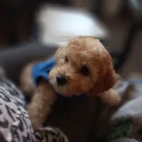 Rafay, a male Maltipoo for sale in Jefferson City, MO – 2 of 2