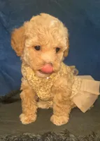 Raquel , a female Maltipoo for sale in Jefferson City, MO – 2 of 2