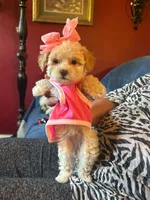 Veronica, a female Maltipoo for sale in Jefferson City, MO – 2 of 3