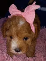 Julia, a female Maltipoo for sale in Jefferson City, MO – 4 of 4