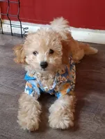 Arturo, a male Maltipoo for sale in Jefferson City, MO – 3 of 9