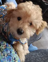 Arturo, a male Maltipoo for sale in Jefferson City, MO – 6 of 9