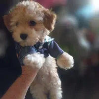 Arturo, a male Maltipoo for sale in Jefferson City, MO – 3 of 5