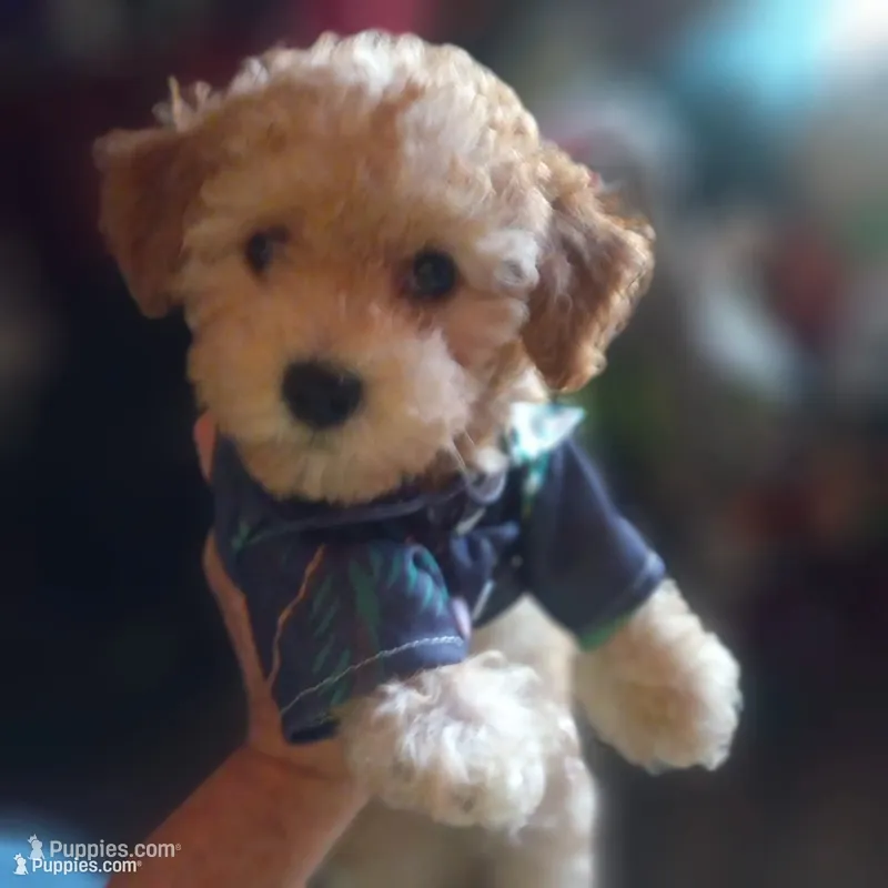 Arturo – Maltipoo puppy for sale in Jefferson City, MO