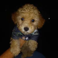 Arturo, a male Maltipoo for sale in Jefferson City, MO – 2 of 5