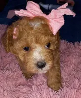 Julia, a female Maltipoo for sale in Jefferson City, MO – 3 of 4