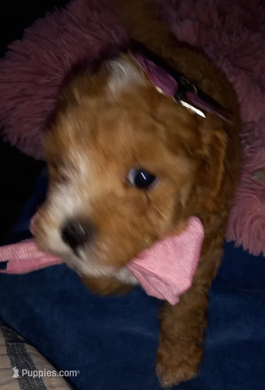 Julia – Maltipoo puppy for sale in Jefferson City, MO