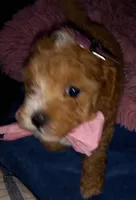 Julia, a female Maltipoo for sale in Jefferson City, MO – 1 of 4