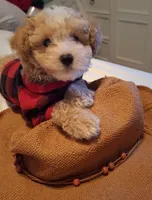 Little Osito, a male Maltipoo for sale in Jefferson City, MO – 6 of 8