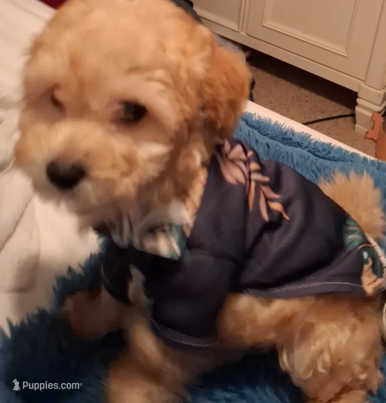 Good looking , a male Maltipoo for sale in Jefferson City, MO – 1 of 3