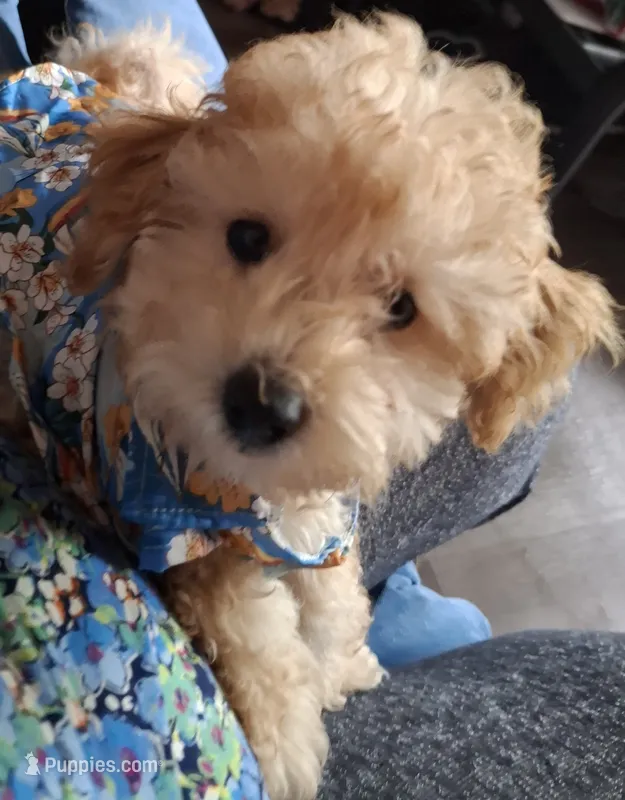 Arturo – Maltipoo puppy for sale in Jefferson City, MO