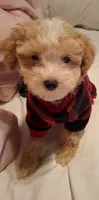 Little Osito, a male Maltipoo for sale in Jefferson City, MO – 4 of 8