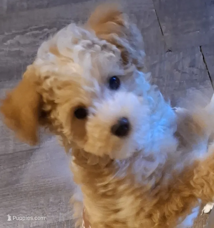 Machito  – Maltipoo puppy for sale in Jefferson City, MO