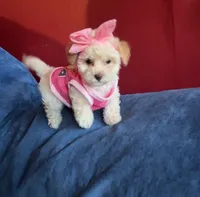 Veronica, a female Maltipoo for sale in Jefferson City, MO – 3 of 3