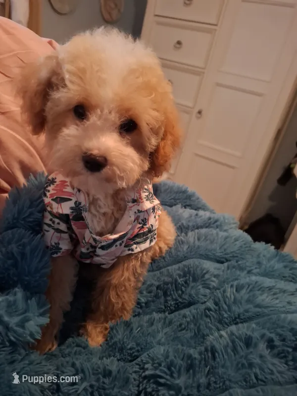 Little Osito – Maltipoo puppy for sale in Jefferson City, MO