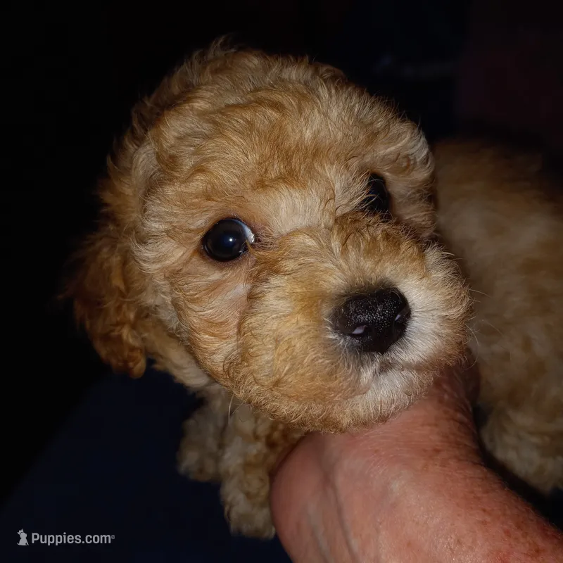 Julio 2 – Maltipoo puppy for sale in Jefferson City, MO