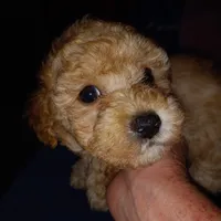 Julio 2, a male Maltipoo for sale in Jefferson City, MO – 2 of 7