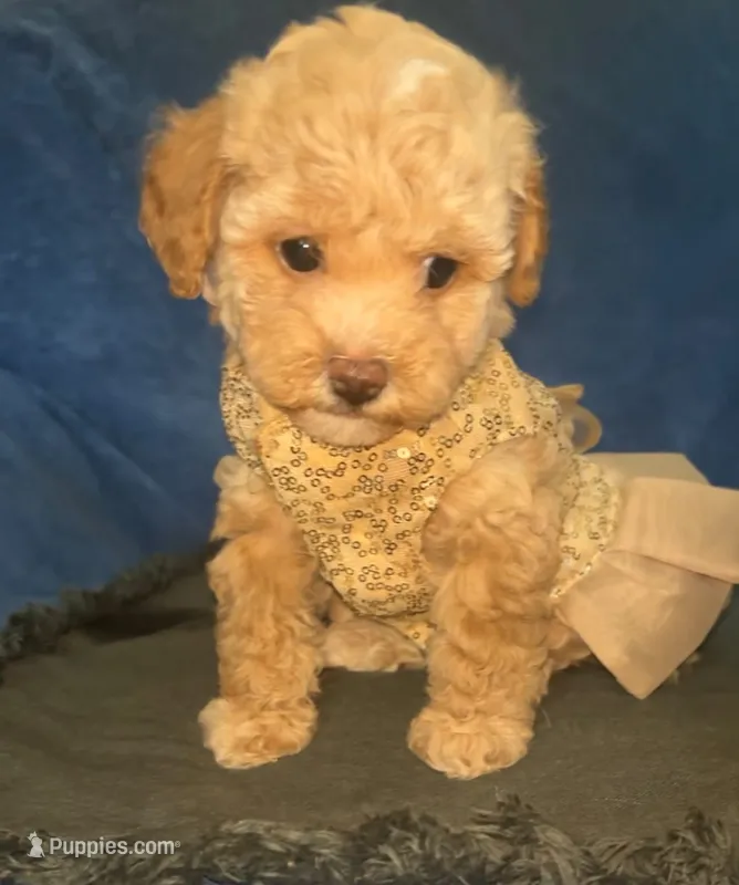 Raquel  – Maltipoo puppy for sale in Jefferson City, MO