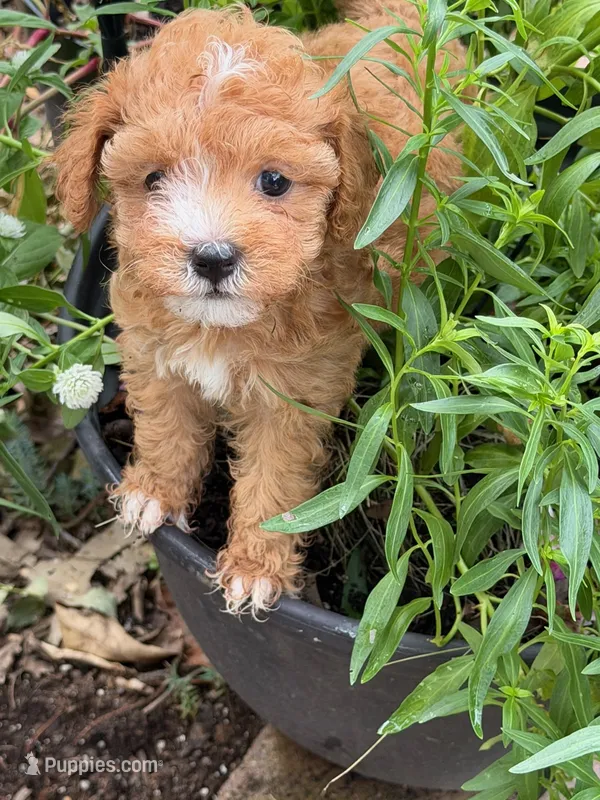 Julia – Maltipoo puppy for sale in Jefferson City, MO