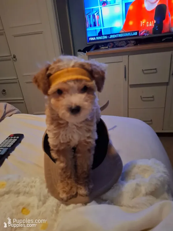 Machito  – Maltipoo puppy for sale in Jefferson City, MO