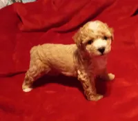 Icream , a male Maltipoo for sale in Jefferson City, MO – Photo 2 of 2