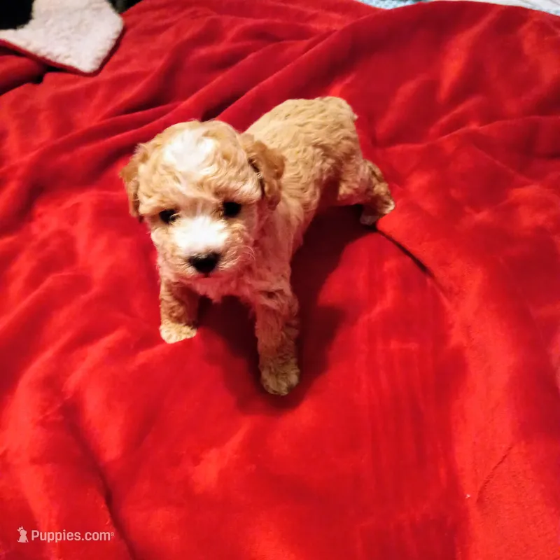 Icream  – Maltipoo puppy for sale in Jefferson City, MO