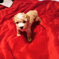 Icream , a male Maltipoo for sale in Jefferson City, MO – Photo 1 of 2