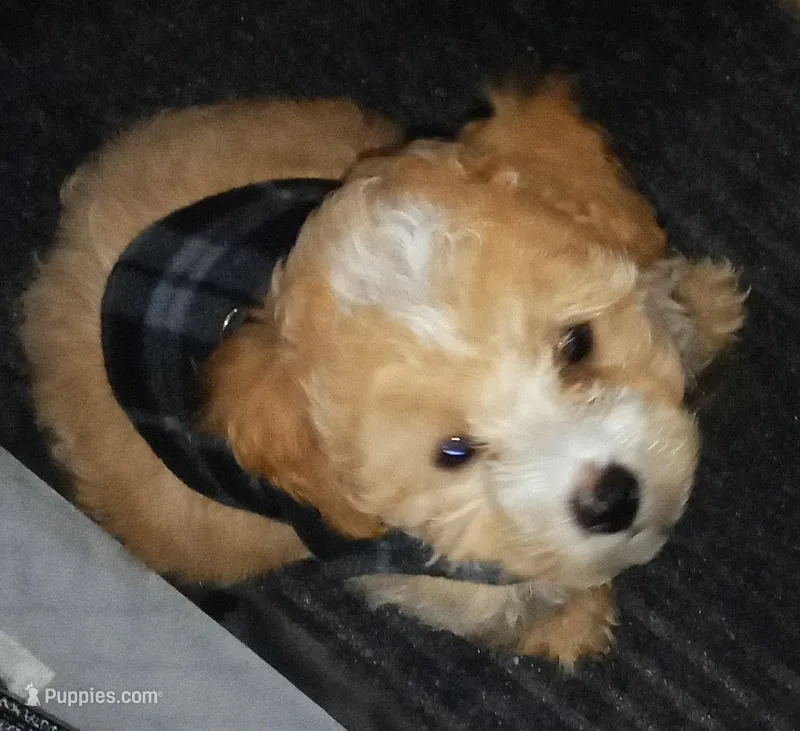 Icream  – Maltipoo puppy for sale in Jefferson City, MO