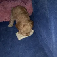Julio 2, a male Maltipoo for sale in Jefferson City, MO – 6 of 7