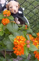 Andrea, a female Maltipoo for sale in Jefferson City, MO – 2 of 3