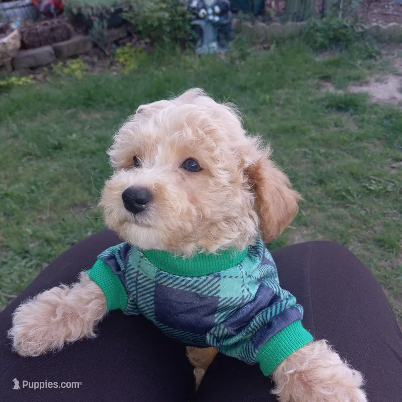 Chocomilk  – Maltipoo puppy for sale in Jefferson City, MO