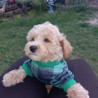 Chocomilk , a male Maltipoo for sale in Jefferson City, MO – Photo 1 of 3