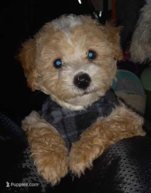 Chocomilk  – Maltipoo puppy for sale in Jefferson City, MO