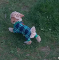 Chocomilk , a male Maltipoo for sale in Jefferson City, MO – Photo 3 of 3
