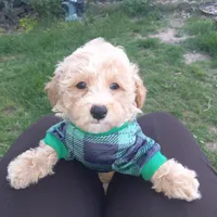 Chocomilk , a male Maltipoo for sale in Jefferson City, MO – Photo 2 of 3