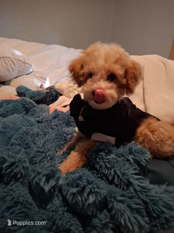 Little Osito – Maltipoo puppy for sale in Jefferson City, MO