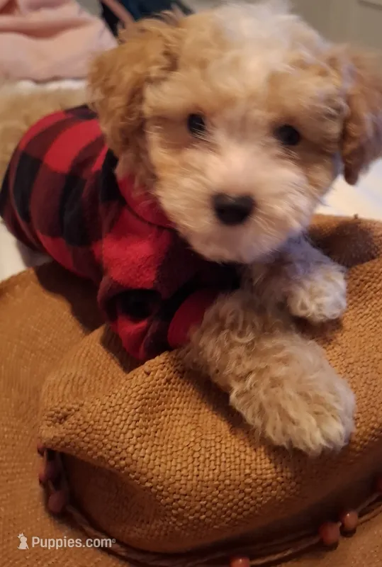 Little Osito – Maltipoo puppy for sale in Jefferson City, MO